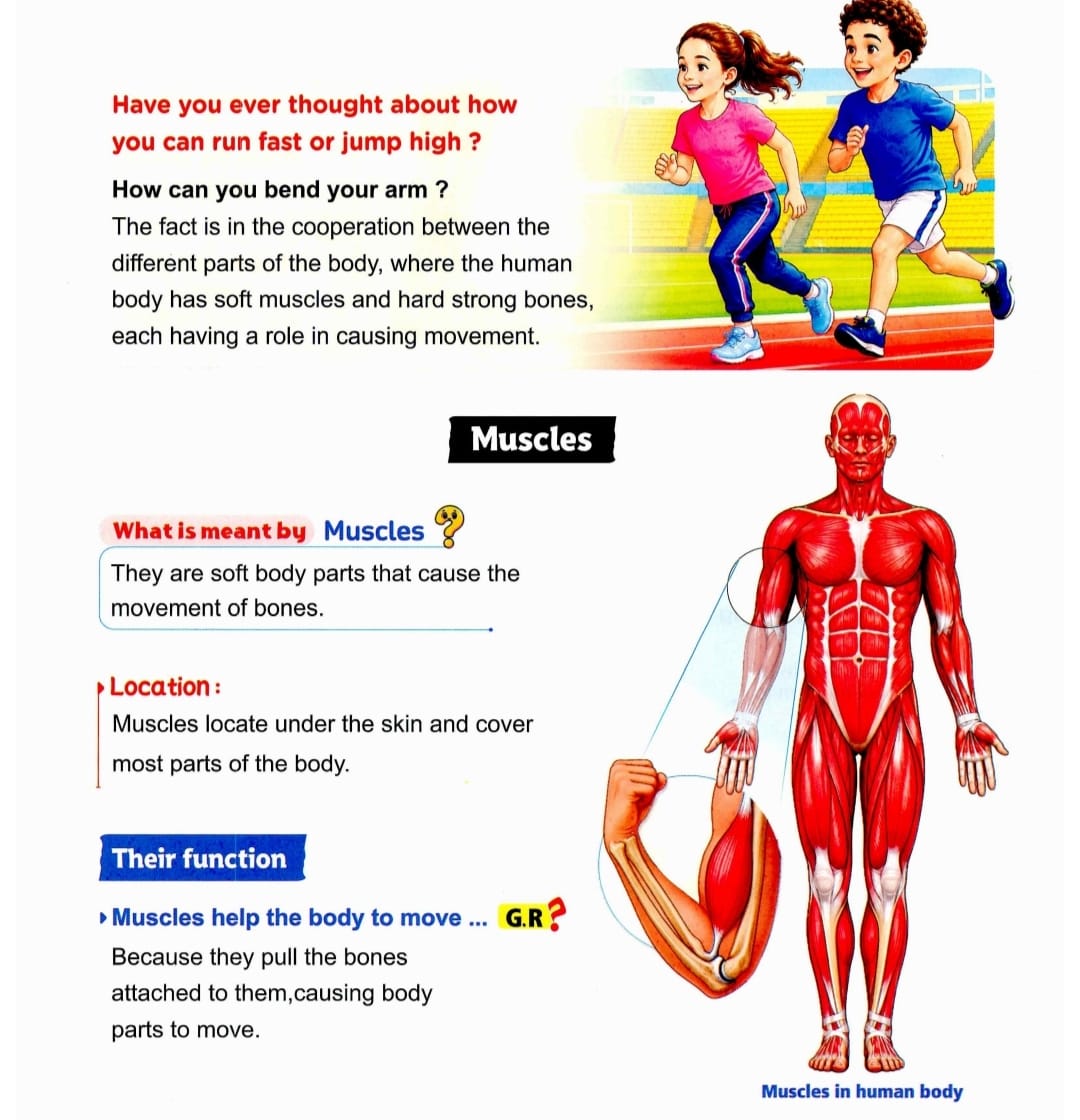 Lesson page 1: muscles definition, location, and function