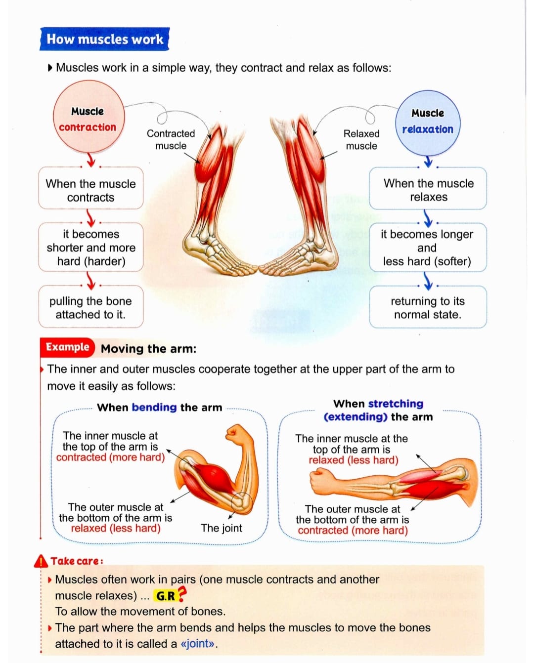 Lesson page 2: muscle contraction, relaxation, and moving the arm