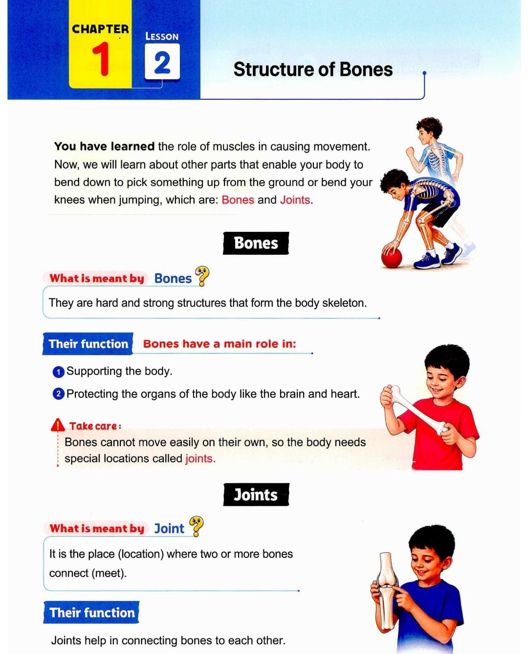 Lesson page 3: structure of bones and joints